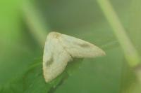 Rivula sericealis