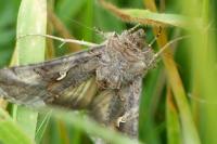 Autographa gamma