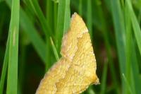 Camptogramma bilineata