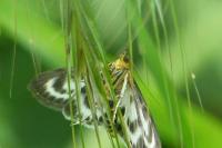 Anania hortulata