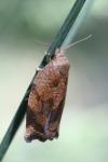Archips crataegana