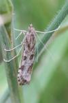 Nomophila noctuella
