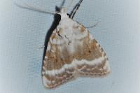 Meganola albula