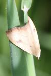 Rivula sericealis