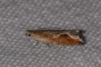 Ancylis diminutana