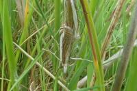 Crambus pascuella