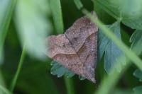 Hypena proboscidalis