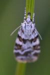 Scoparia ingratella/pyralella