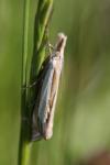 Crambus pascuella