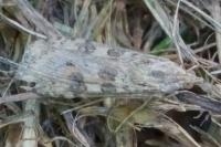 Nomophila noctuella