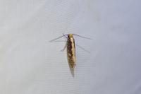Monopis crocicapitella