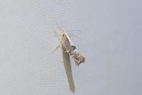 Argyresthia spinosella