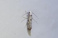 Paraswammerdamia albicapitella