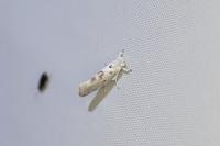 Niphonympha dealbatella