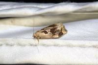 Archips crataegana