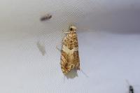 Epinotia abbreviana
