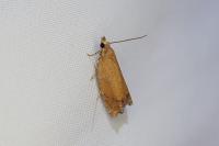 Epinotia abbreviana