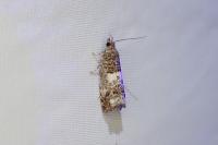 Notocelia trimaculana