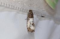 Notocelia