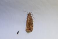 Endothenia quadrimaculana