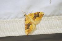 Cidaria fulvata