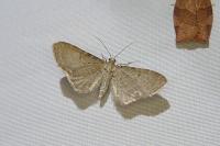 Eupithecia valerianata