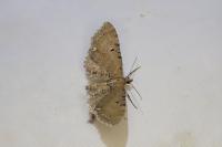 Eupithecia assimilata