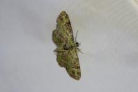 Pasiphila rectangulata