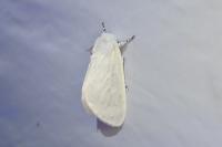 Leucoma salicis