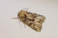 Oligia strigilis