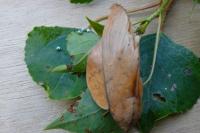 Gastropacha populifolia