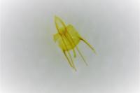Coleophora caespititiella