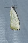 Earias vernana