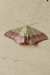 Rhodostrophia vibicaria