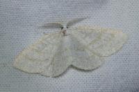 Cabera exanthemata