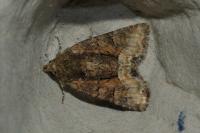 Oligia latruncula/strigilis/versicolor