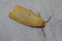 Cybosia mesomella