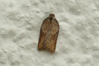 Acleris schalleriana