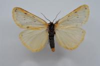 Setina irrorella