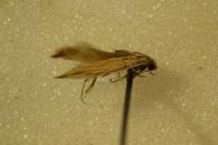 Coleophora striatipennella