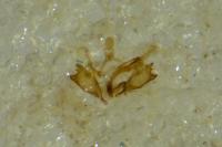 Coleophora striatipennella