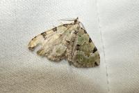 Colostygia pectinataria