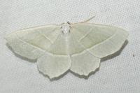 Campaea margaritaria
