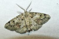 Cleorodes lichenaria