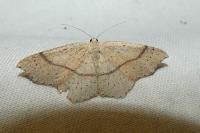 Cyclophora punctaria