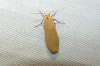 Wittia sororcula