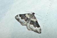 Epirrhoe galiata