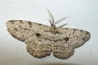 Hypomecis roboraria