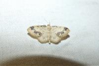 Idaea trigeminata