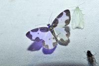 Lomaspilis marginata